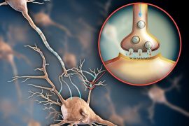 Serotonina, neurony i synapsy